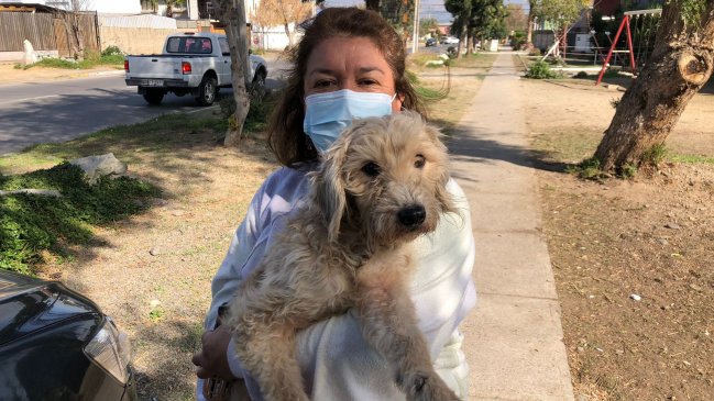 PDI rescató seis perros en estado de desnutrición desde vivienda en La Calera