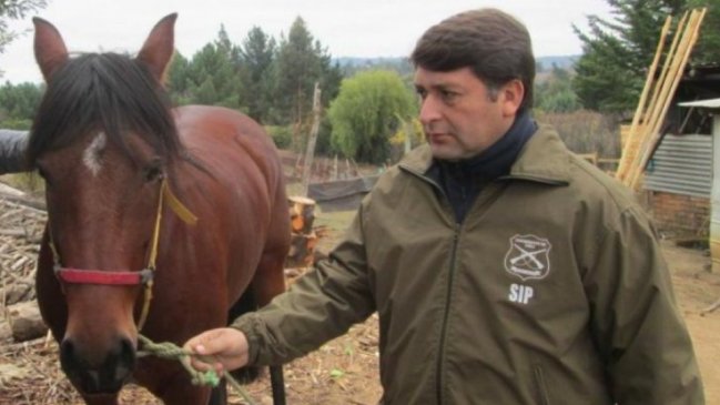 Chillán: A prisión dos hermanos detenidos en flagrancia por abigeato