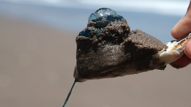 Seremi prohíbe baño en cuatro playas de Viña del Mar por presencia de fragata portuguesa