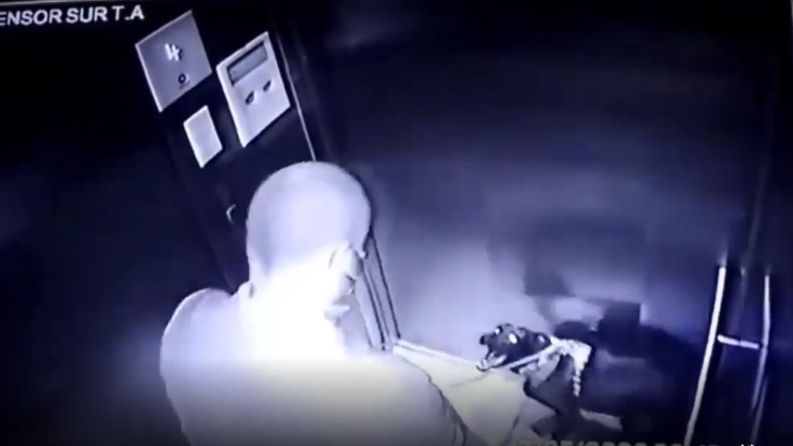 Fundación animalista se querelló contra hombre que pateó a su perro en Ñuñoa