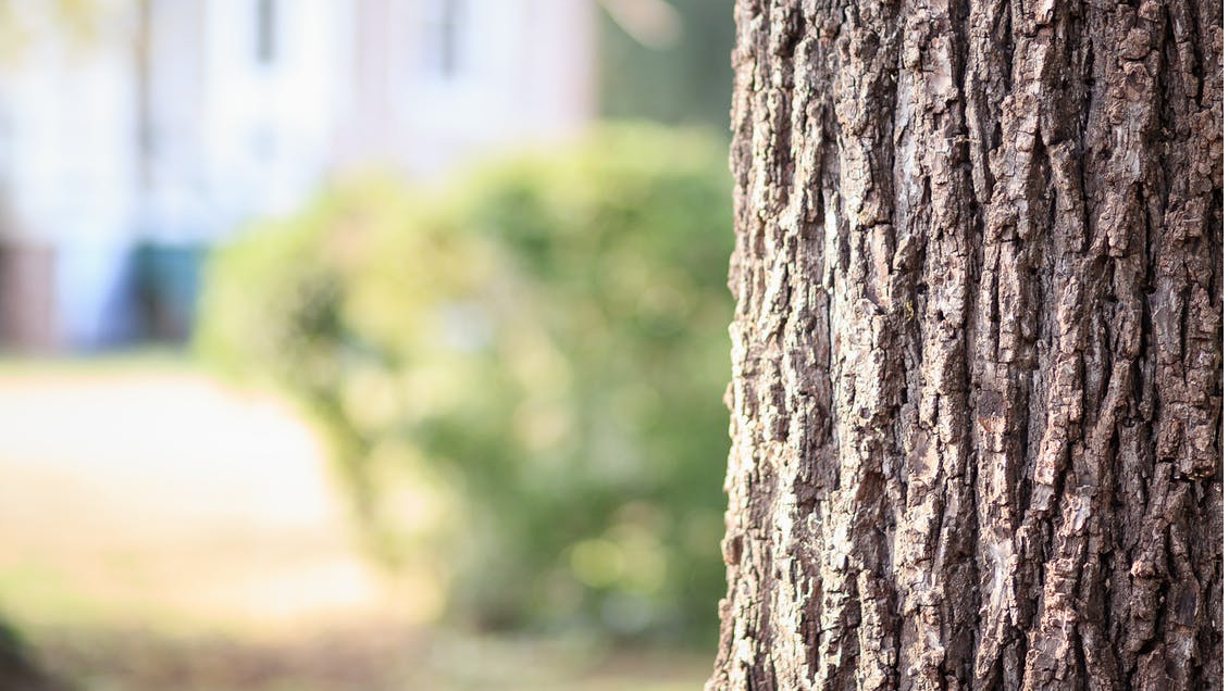 Emergencia climática: Los árboles viven la mitad que hace tres décadas