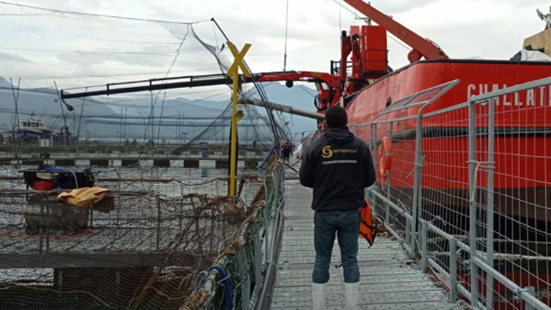Evento de mortalidad masiva afectó a 300 mil salmones en centro de cultivo en Los Lagos