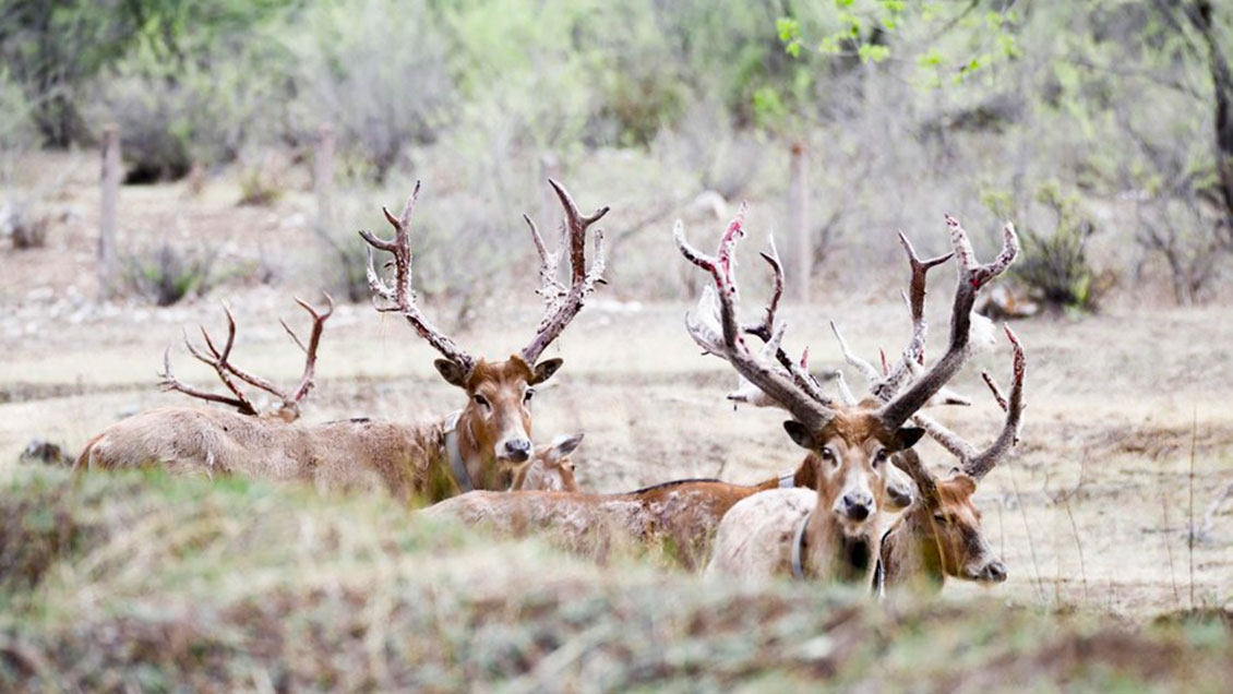 Nacen nueve crías de ciervo milú en norte de China