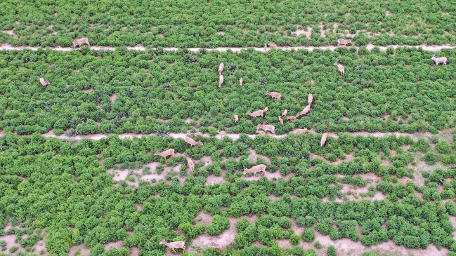 Tres décadas de trabajo en China para proteger a los animales en peligro de extinción