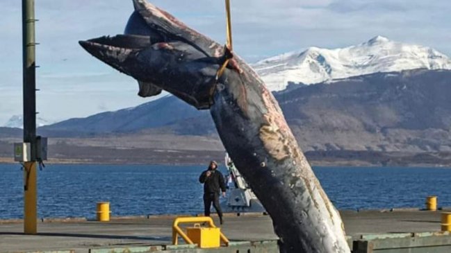 Sernapesca presentó denuncia tras resultados de necropsia de ballena varada en Puerto Natales