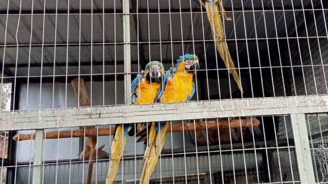 Incautan cinco guacamayos que se encontraban al interior de vivienda en Mostazal