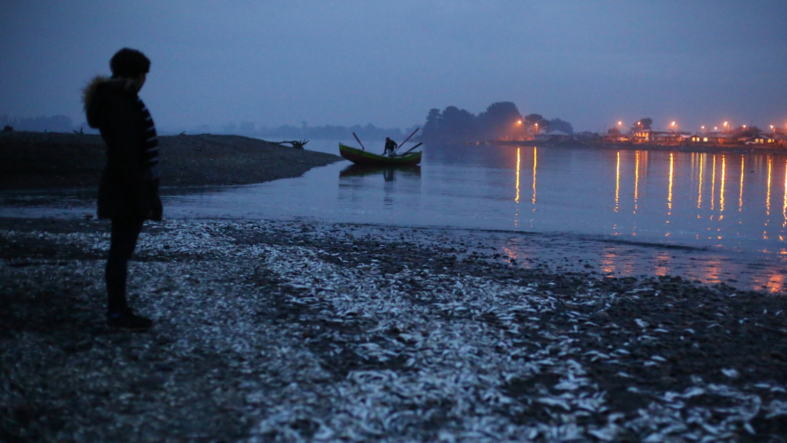 Autoridad detectó foco de marea roja en la Región de Los Lagos