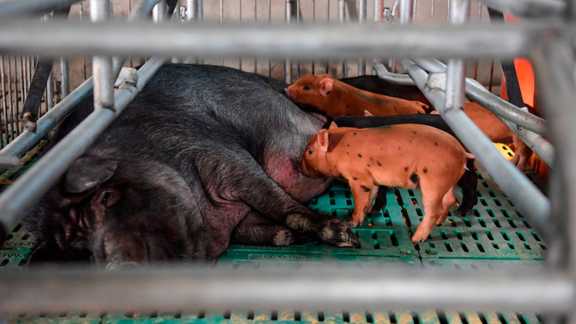 Científicos chinos crean proceso de clonación de cerdos 100% robotizado