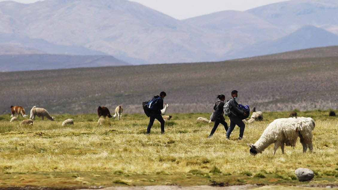 Desbaratan red criminal que en tres meses ingresó a casi 1.800 migrantes a Chile
