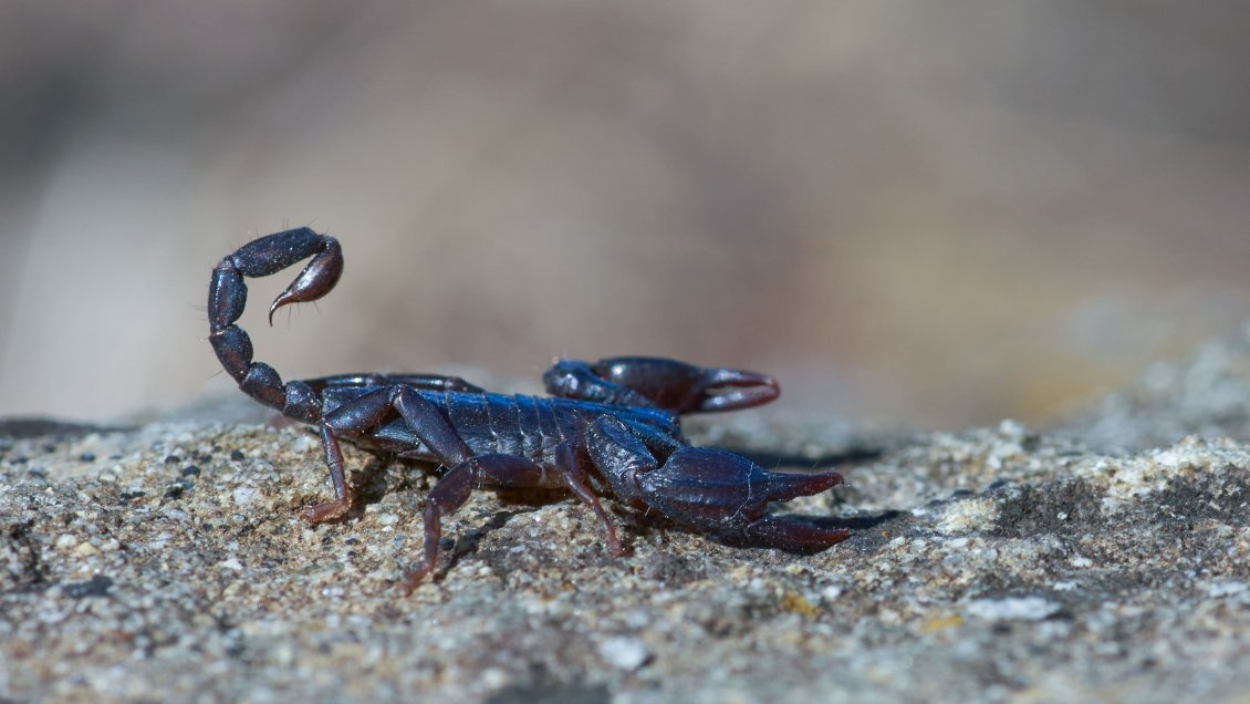 Científicas de la Universidad de Talca investigan veneno de escorpión azul para tratar el cáncer