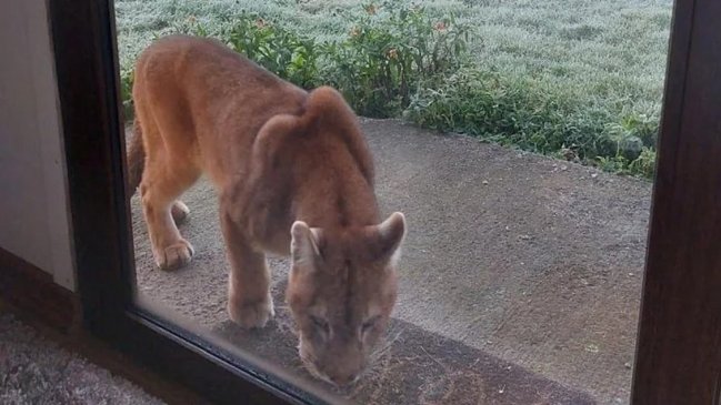 Se mantiene búsqueda de puma que paseó por barrio residencial de Puerto Montt