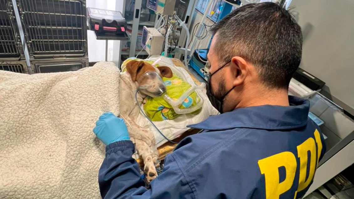 PDI investiga grave caso de maltrato animal: Le enterraron un cuchillo en la cabeza a un perro