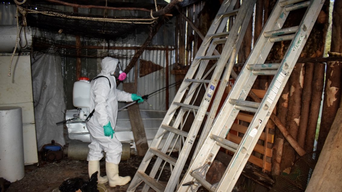 Hombre de 59 años falleció por virus hanta en Coyhaique