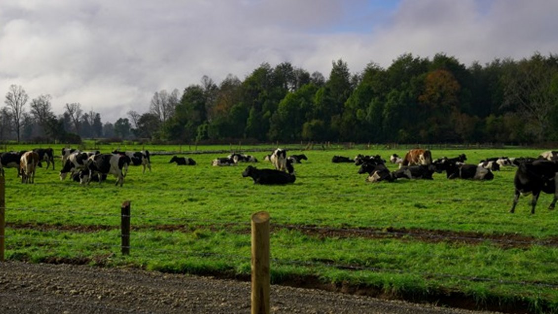 Encuentro en Osorno trató sobre los avances de la agricultura regenerativa