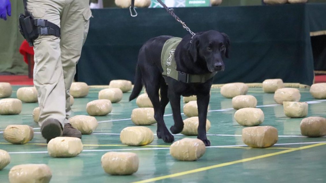 Carabineros decomisó droga avaluada en más de 1.800 millones de pesos en Perquenco