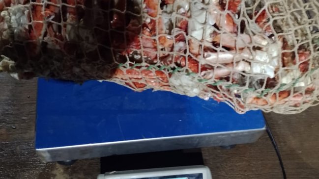 Sernapesca incautó centolla extraída fuera de temporada en Magallanes