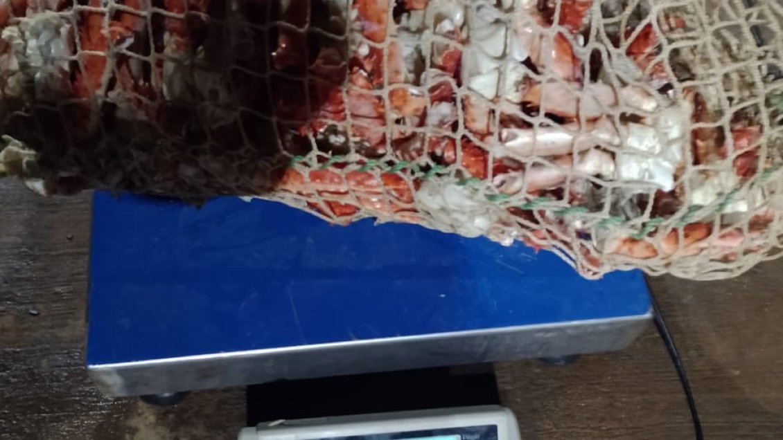 Sernapesca incautó centolla extraída fuera de temporada en Magallanes