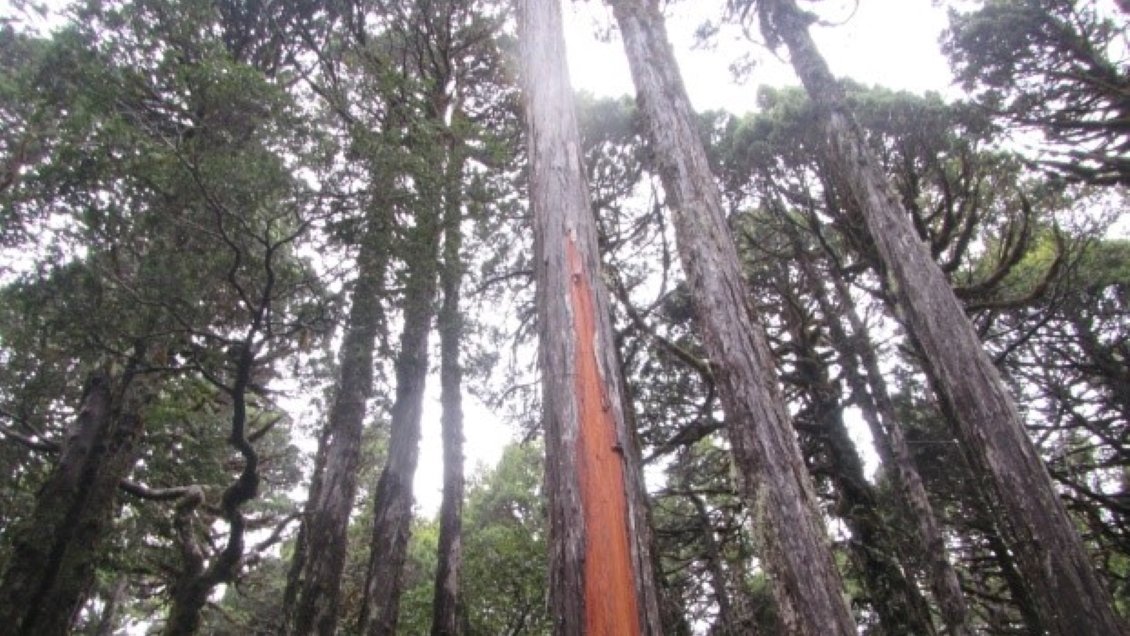 Conaf denunció daño a 29 alerces en parque nacional de Los Ríos