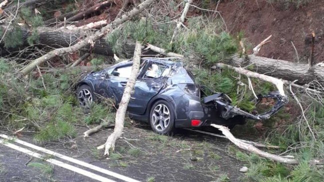Dos lesionados dejó la caída de un árbol sobre vehículo en la Ruta de la Madera