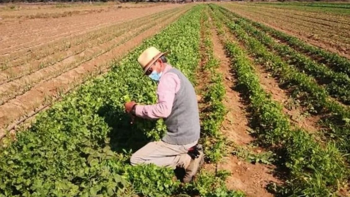 Minagri extendió emergencia agrícola por seis meses en la Región de Coquimbo