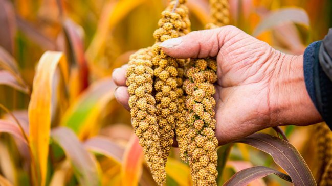 Estudio revela existencia de agricultura sostenible en norte de China hace 5.500 años