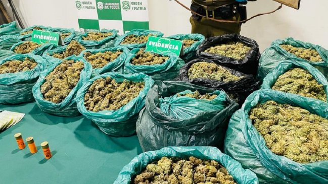 Carabineros incautó 24 kilos de marihuana ocultos en una quebrada de Ovalle