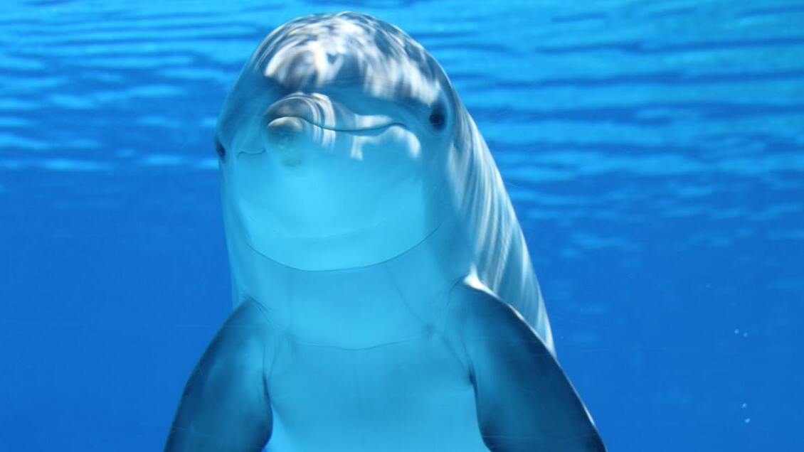 Biólogo acusó que guerra en Ucrania ha provocado la muerte de miles de delfines en el Mar Negro