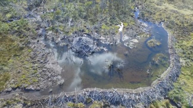 Gobierno elaboró plan a 15 años para controlar y erradicar de Magallanes a los castores