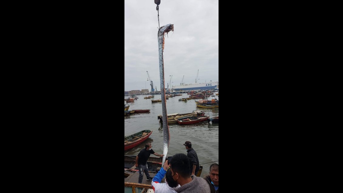 La extraña captura de un pez remo en Arica