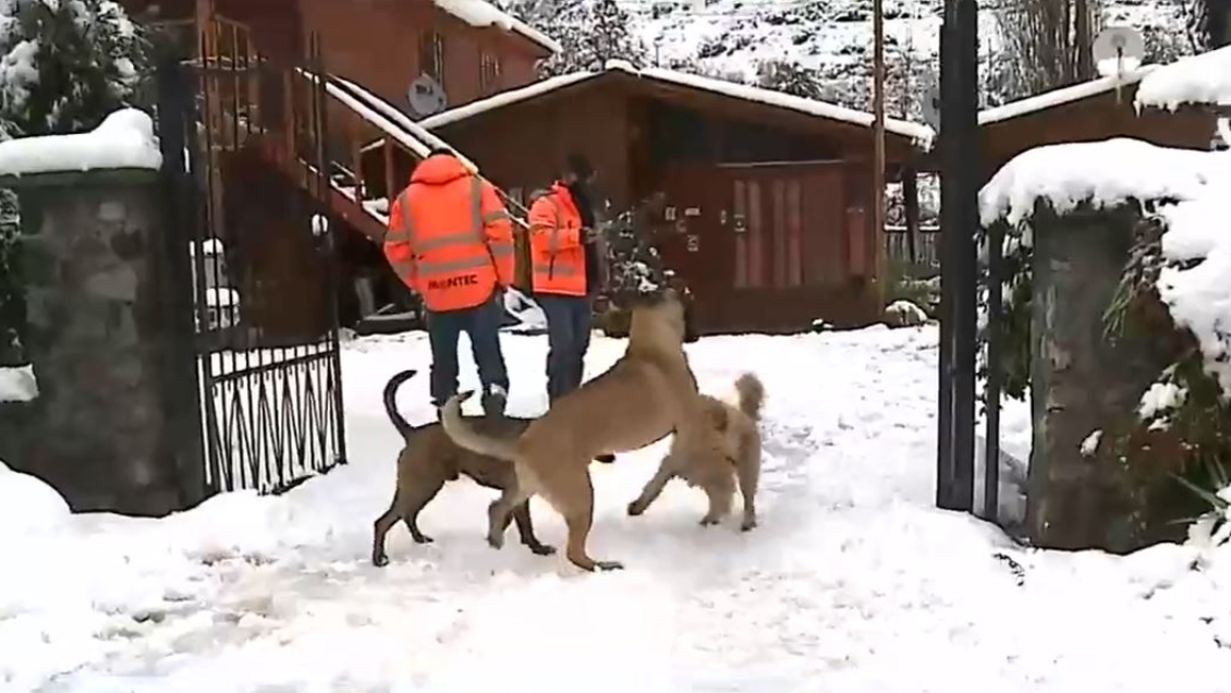 Final sorpresa: Perritos interrumpieron despacho en vivo de matinal y sacaron risas
