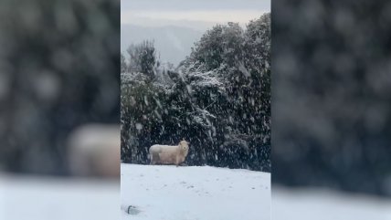   ¡Todo blanco! La nieve cubrió el paisaje en Chiloé 