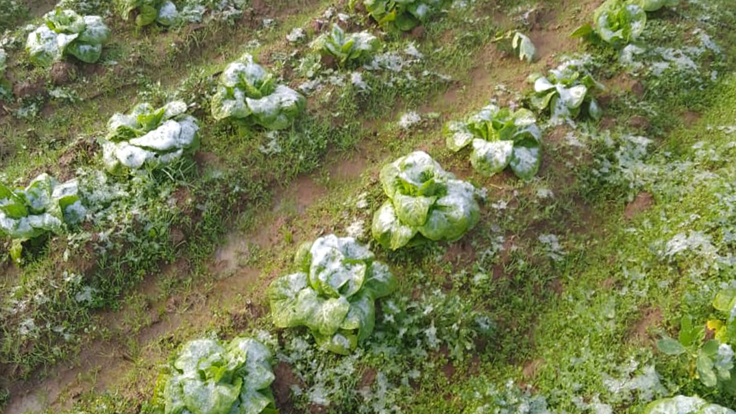 Cerca de 450 agricultores fueron afectados por las nevadas en el Maule