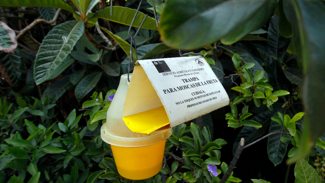 SAG confirmó brote de la mosca de la fruta en el Valle de Azapa