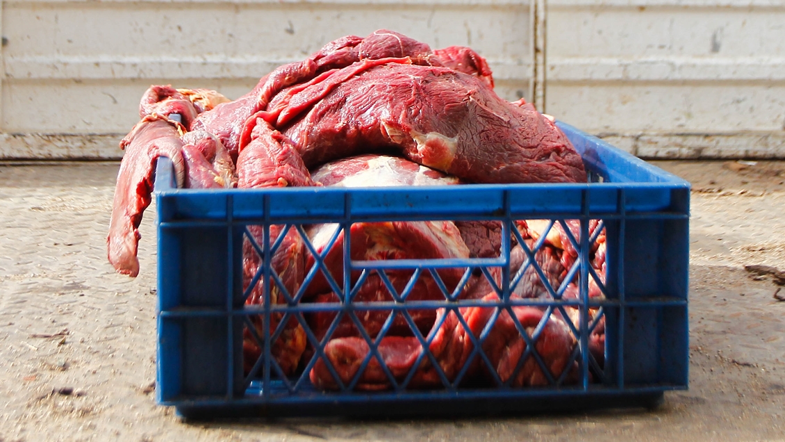 Detienen a cuatro sujetos acusados de abigeato en Pemuco