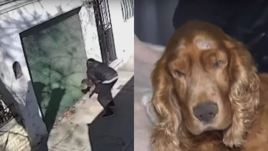 Abandonó a un perrito ciego con una carta y la grabaron