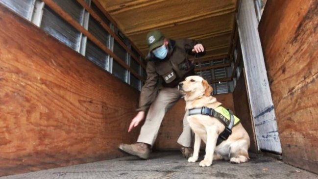 Perquenco: Carabineros incautó siete mil dosis de droga en control vehicular