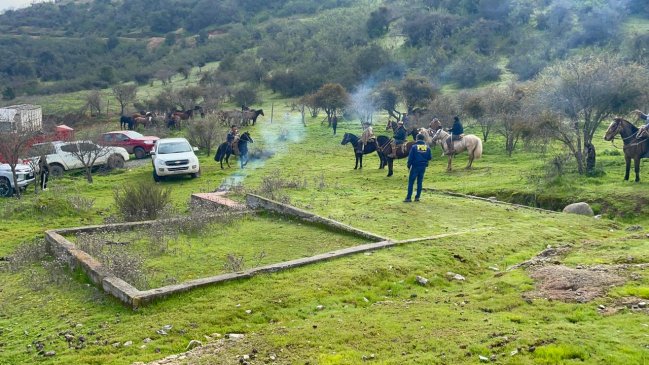 PDI recupera 80 caballos al interior de predio en Pichidegua