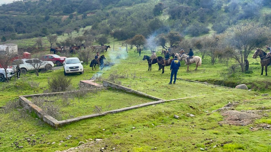 PDI recupera 80 caballos al interior de predio en Pichidegua
