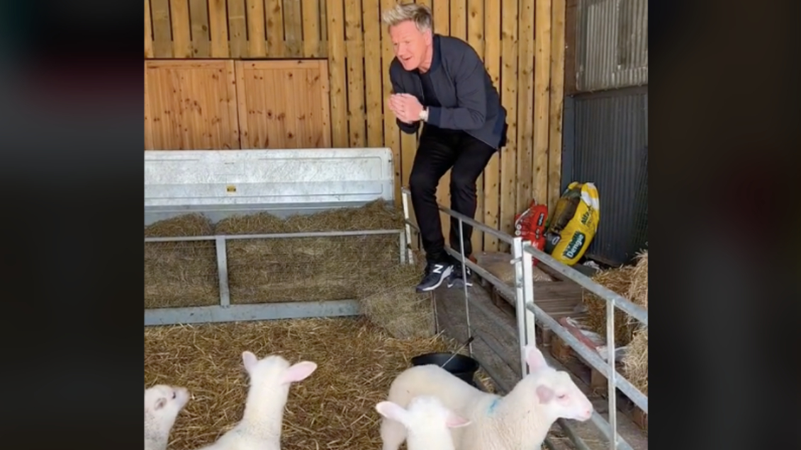 Gordon Ramsey es criticado por elegir cordero para cocinar en video de TikTok