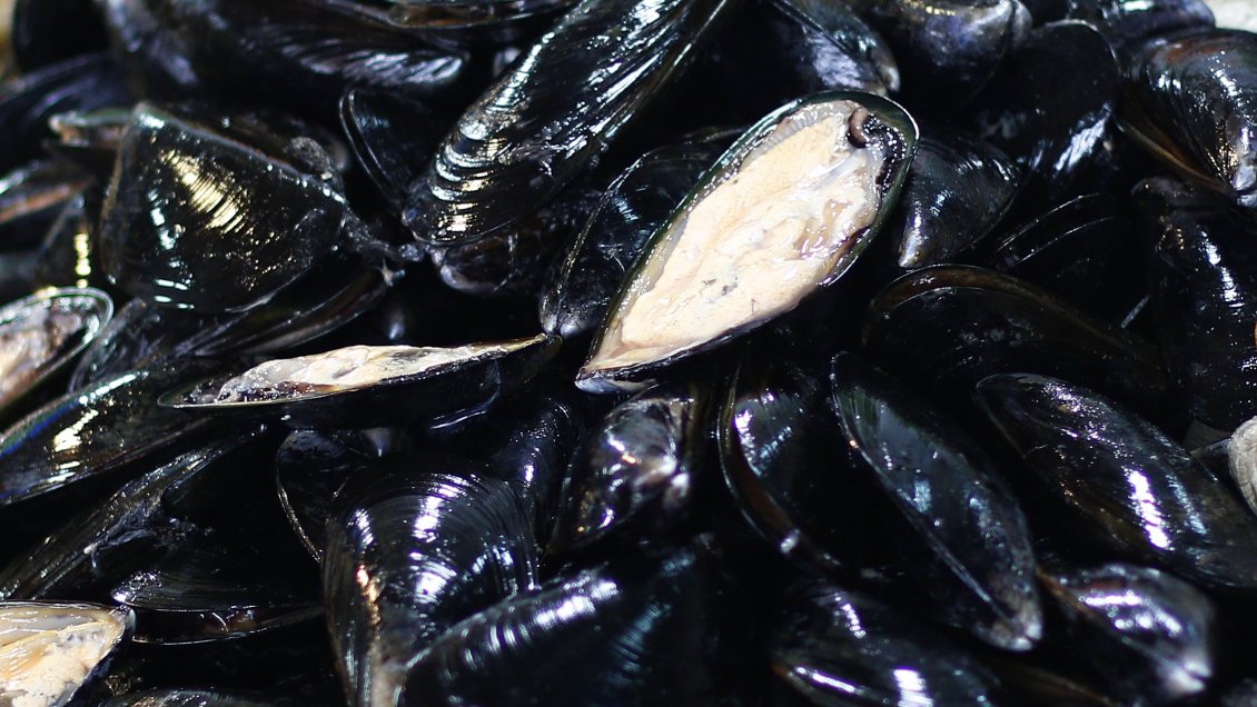 Sernapesca incautó 11 toneladas de recursos marinos ilegales en Los Lagos