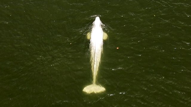 Video Preocupaci N Por Mal Estado De Ballena Beluga En El R O Sena Cooperativa Cl