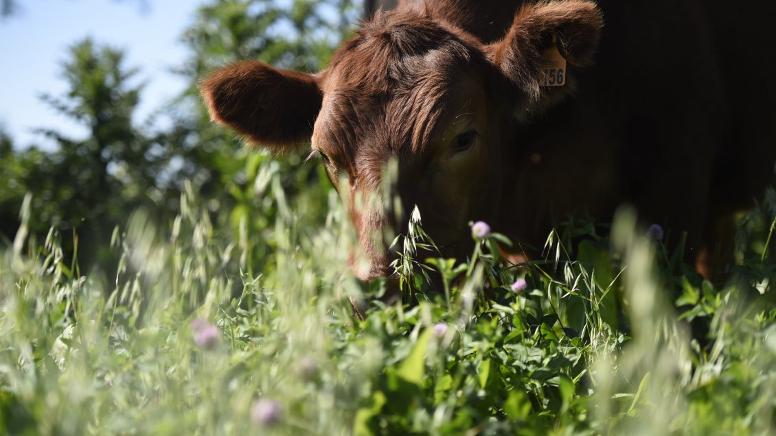 China cría una nueva raza de ganado vacuno
