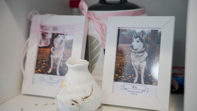 Dar el último adiós a las mascotas, un negocio en auge en China