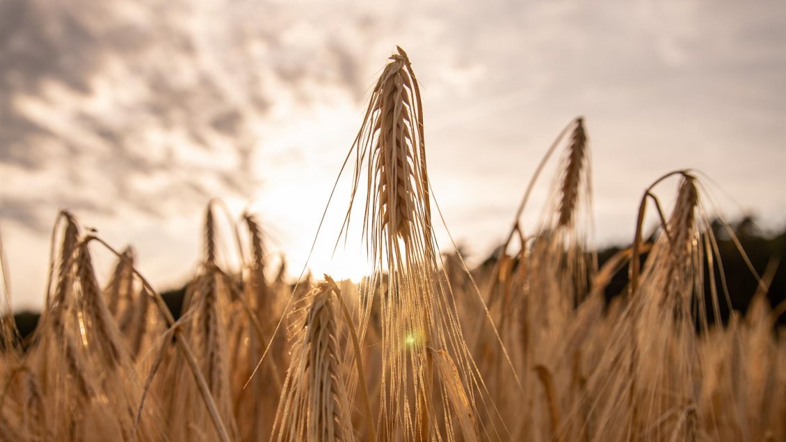Sale el primer buque cargado con trigo de un puerto de Ucrania