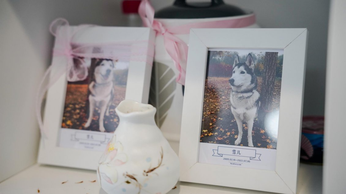 Dar el último adiós a las mascotas, un negocio en auge en China