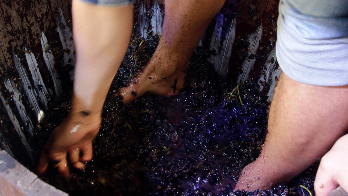 El cambio climático obliga a España a adelantar la vendimia