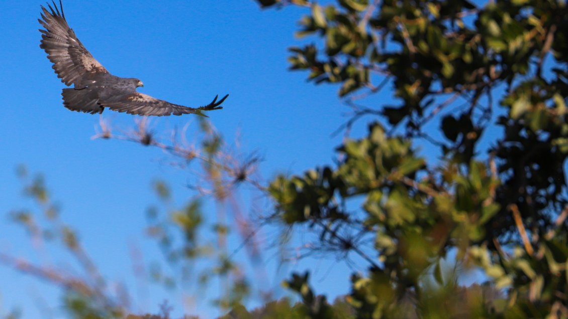 Tras rehabilitación, águila fue liberada en precordillera de O'Higgins