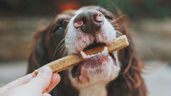 ¿Pueden las mascotas comer empanadas, longanizas o restos de huesos en Fiestas Patrias?