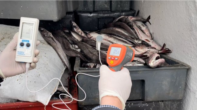   Incautan 5,4 toneladas de merluza extraída ilegalmente desde la costa del Maule 