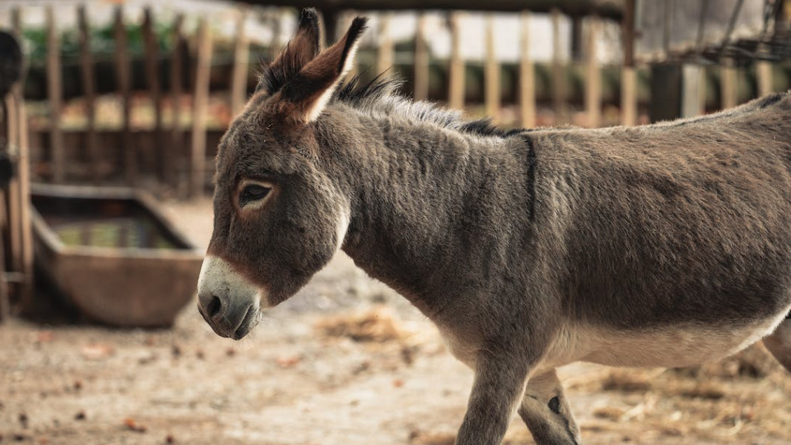Descubren que los burros fueron domesticados hace más de 7.000 años